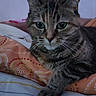 Krapule participe au concours pour gagner de l'argent avec cette photo : animal, bed, blanket, cat, close_up, cozy, cute, domestic_animal, feline, fur, green_eyes, indoor, patterned_blanket, paw, pet, relaxed, resting, striped, tabby, whiskers