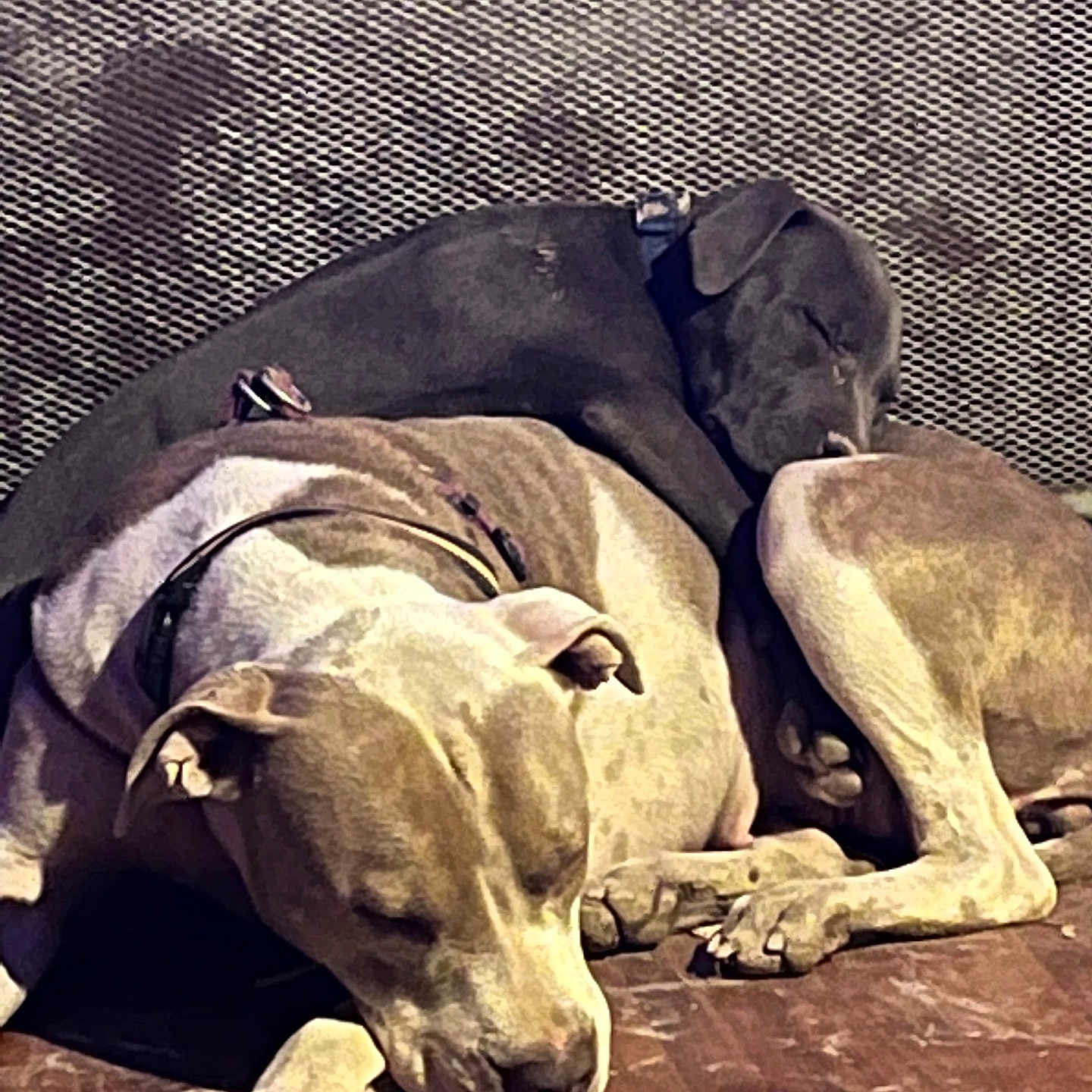 Rage Paige joined the competition — help win amazing prizes! animal, bulldog, canine, couch, dog, face, furniture, greatdane, head, homedecor, hound, labradorretriever, linen, person, pet, pitbull, pointer, puppy, sleeping, snout