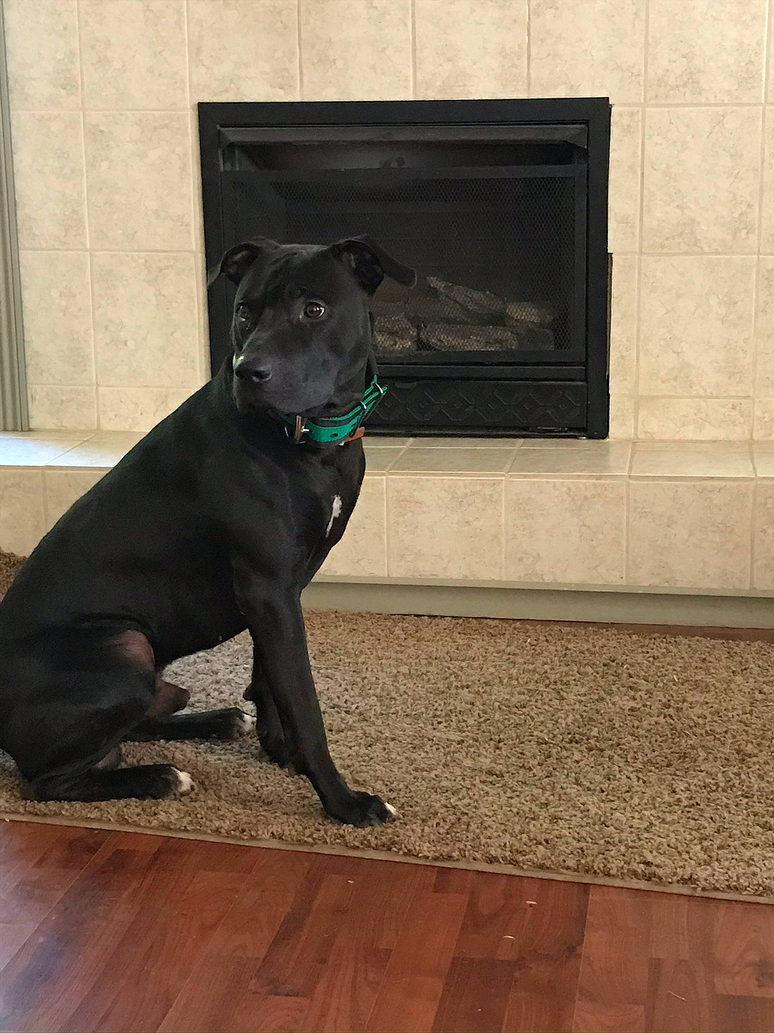 Smokey Mountain Smith is registered to the contest to win money with this photo: borador, canidae, carnivore, collar, companion_dog, dog, dog_breed, dog_collar, door_mat, fawn, floor, flooring, fur, guard_dog, hardwood, pet_supply, tail, whiskers, wood, working_animal