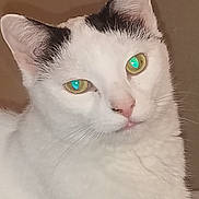 Dipstick joined the competition — help win amazing prizes! cat, white_cat, black_markings, close_up, pet, animal, feline, ears, whiskers, fur, indoor, portrait, looking, green_eyes, curious, calm, head, face, domestic_cat, cute