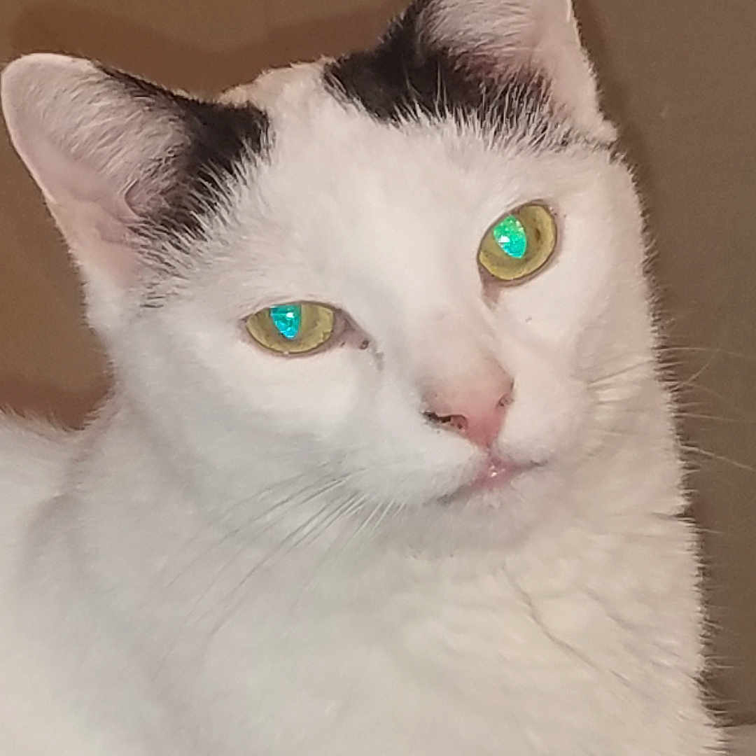 Dipstick joined the competition — help win amazing prizes! cat, white_cat, black_markings, close_up, pet, animal, feline, ears, whiskers, fur, indoor, portrait, looking, green_eyes, curious, calm, head, face, domestic_cat, cute