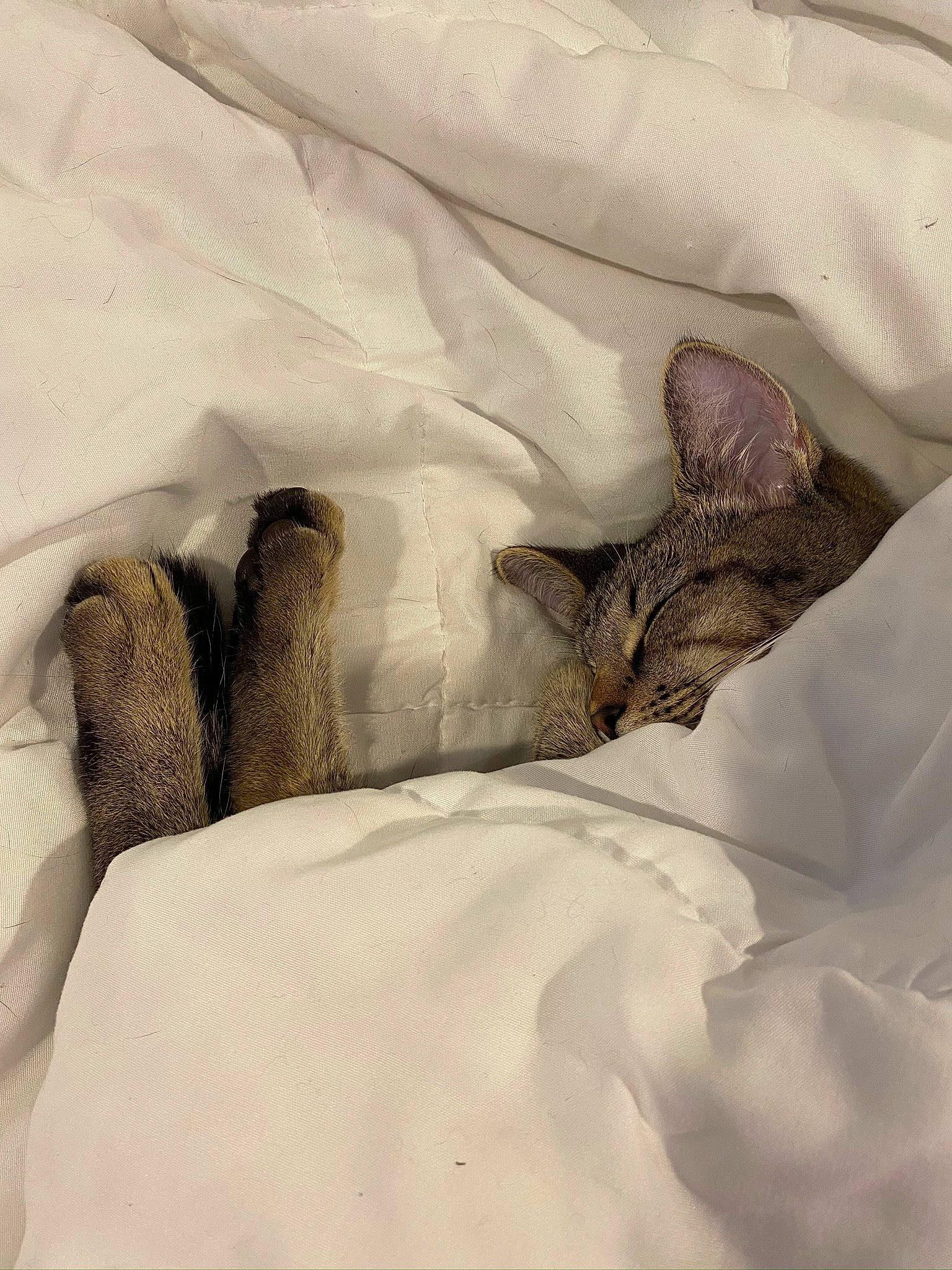 Dio is registered to the contest to win money with this photo: cat, felidae, small_to_medium_sized_cats, snow