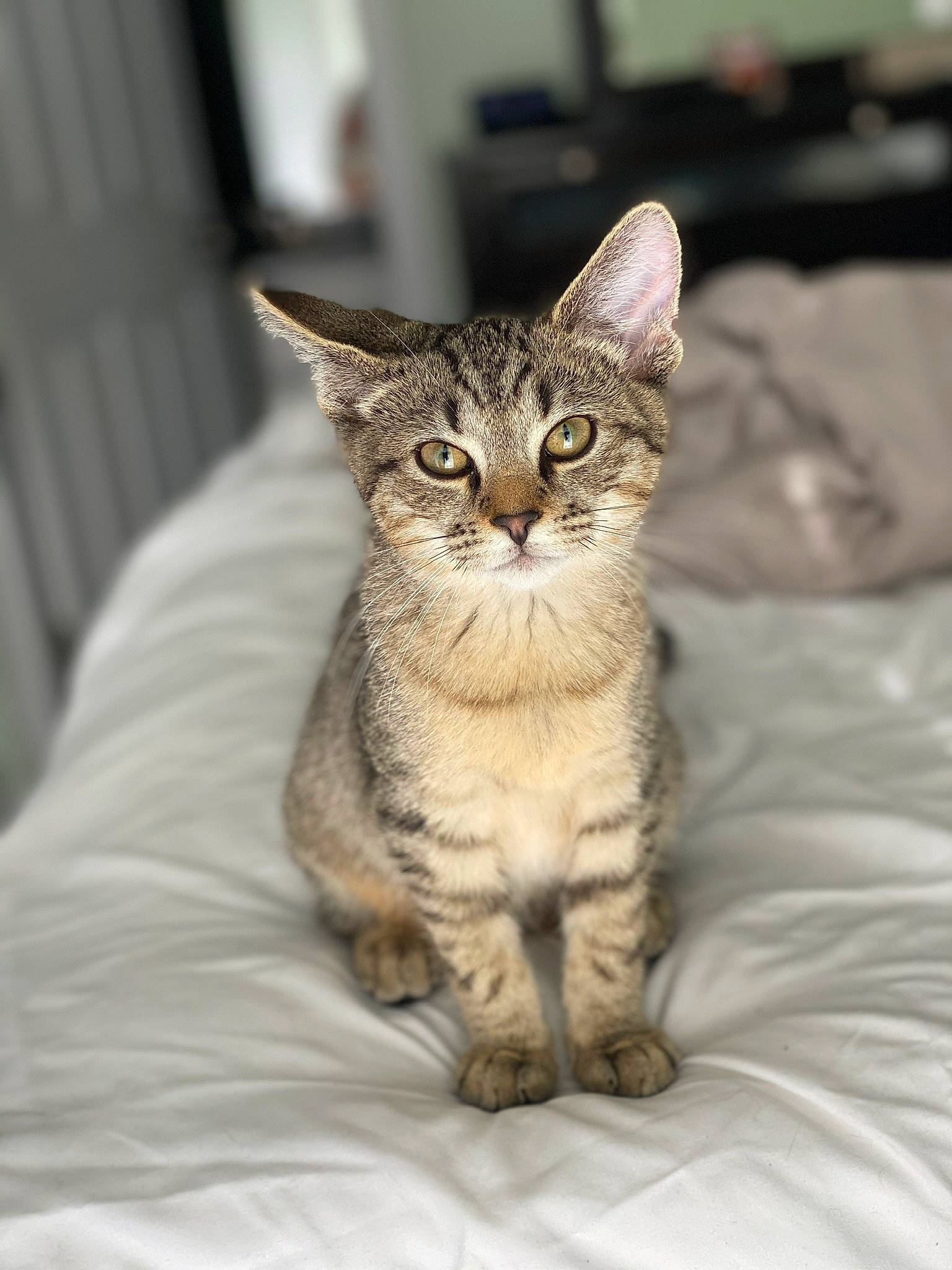 Dio joined the competition — help win amazing prizes! bed, bed_sheet, beige, carnivore, cat, comfort, domestic_short_haired_cat, fawn, felidae, fur, kitten, linens, small_to_medium_sized_cats, snout, terrestrial_animal, toe, whiskers