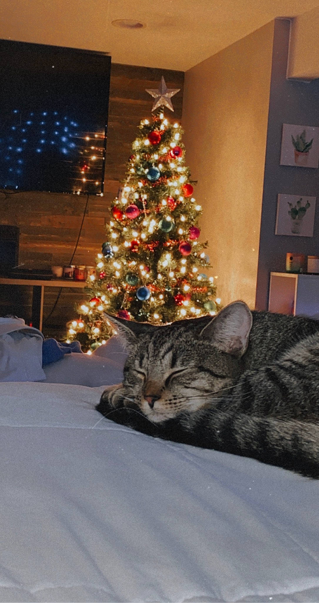 Dio is registered to the contest to win money with this photo: carnivore, cat, christmas, christmas_decoration, christmas_eve, christmas_ornament, christmas_tree, felidae, fur, holiday, home, interior_design, lighting, ornament, room, small_to_medium_sized_cats, vertebrate, whiskers, winter