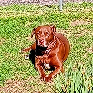 Mimi is registered to the contest to win money with this photo: dog, brown_dog, pet, lawn, grass, yard, outdoor, sunlight, lying_down, relaxed, collar, paws, muzzle, tongue, face, portrait, garden_plants, fence, shadow, closeup