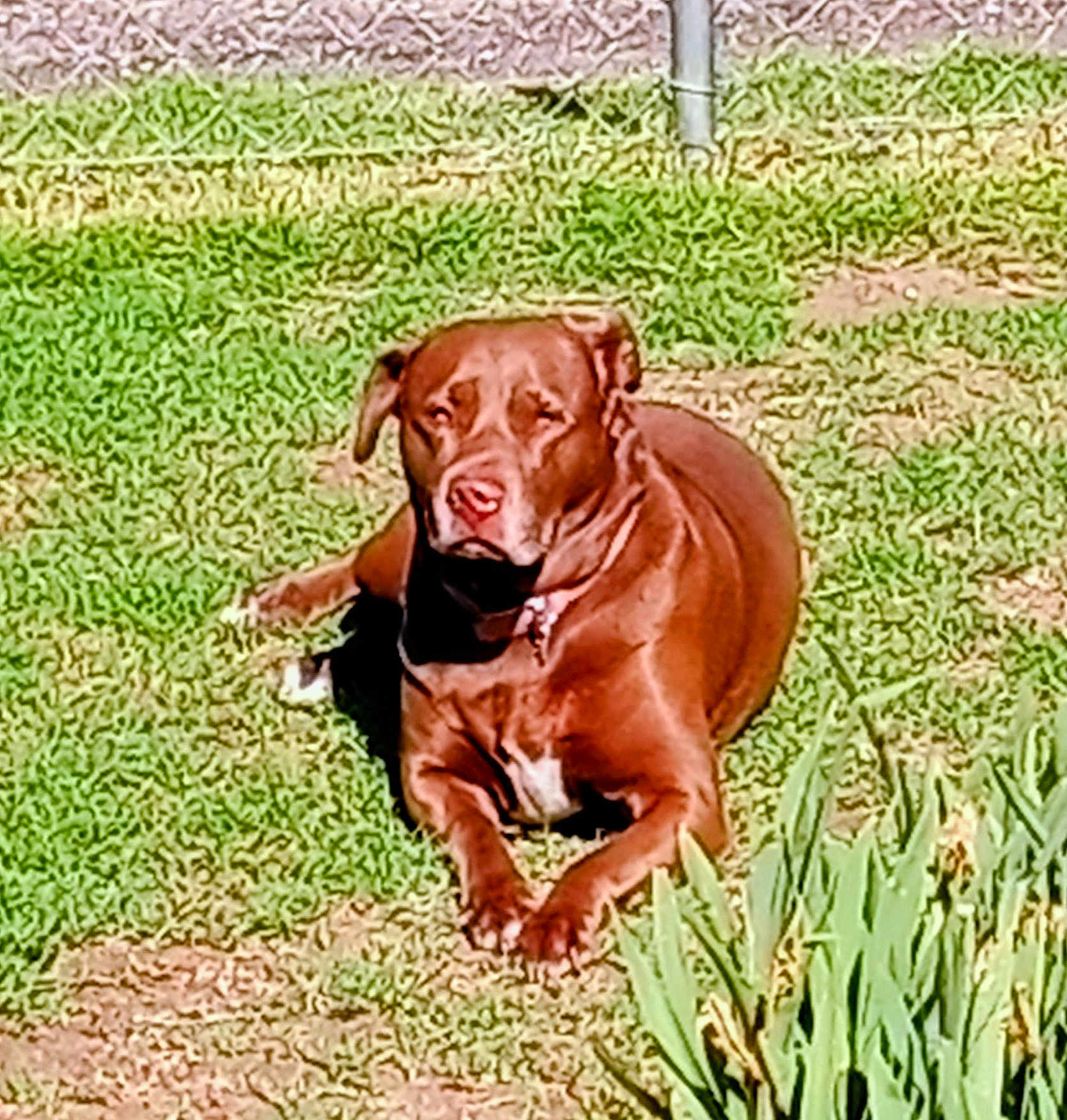 Mimi is registered to the contest to win money with this photo: dog, brown_dog, pet, lawn, grass, yard, outdoor, sunlight, lying_down, relaxed, collar, paws, muzzle, tongue, face, portrait, garden_plants, fence, shadow, closeup