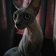 Barsik a rejoint le concours — aidez-le/la à gagner de superbes lots ! animal, cat, closeup, curious, curtain, dark, ears, eyes, feline, hairless, indoor, mysterious, pet, portrait, shadow, sitting, sphynx_cat, texture, whiskers, wrinkles