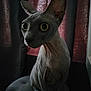 animal, cat, closeup, curious, curtain, dark, ears, eyes, feline, hairless, indoor, mysterious, pet, portrait, shadow, sitting, sphynx_cat, texture, whiskers, wrinkles