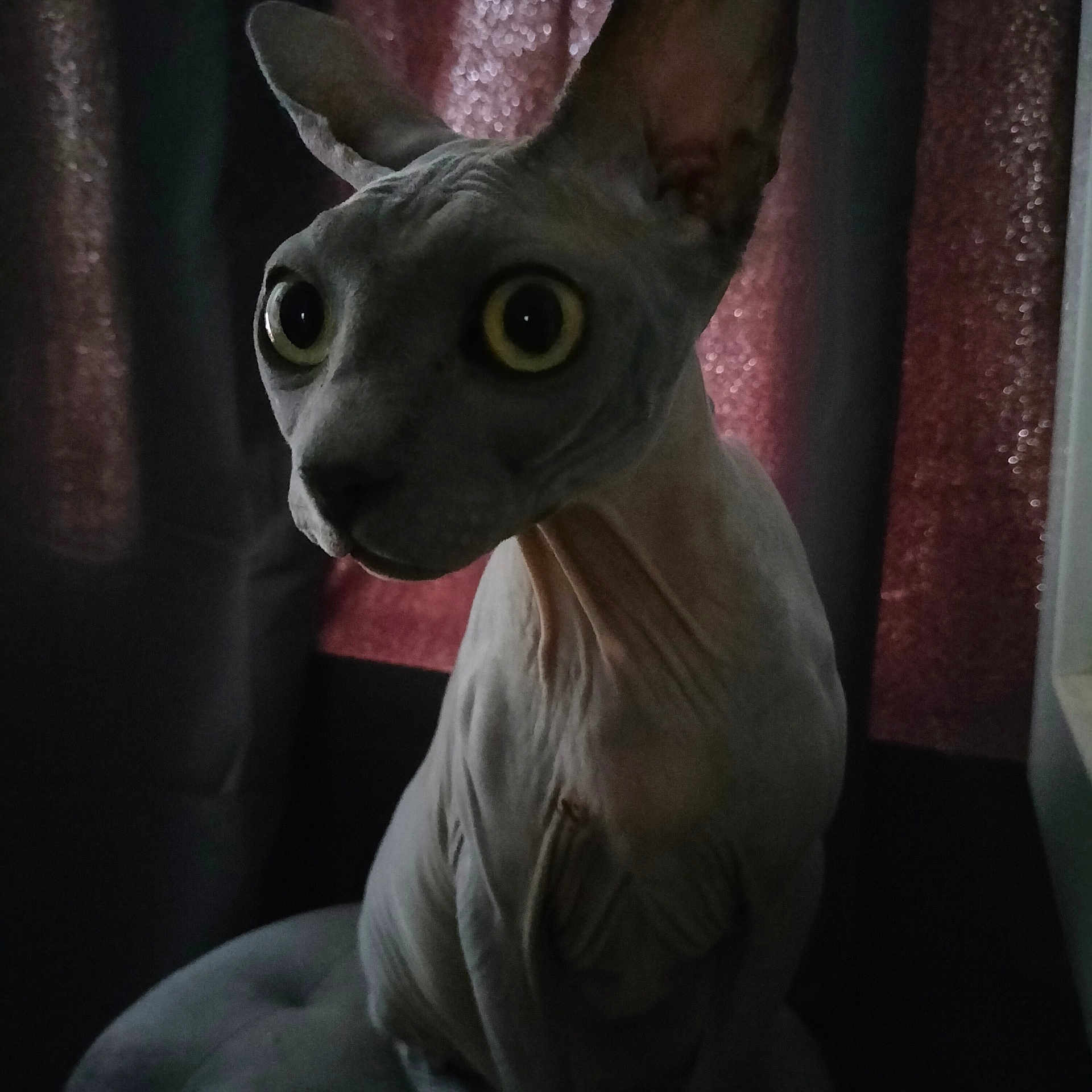 Barsik