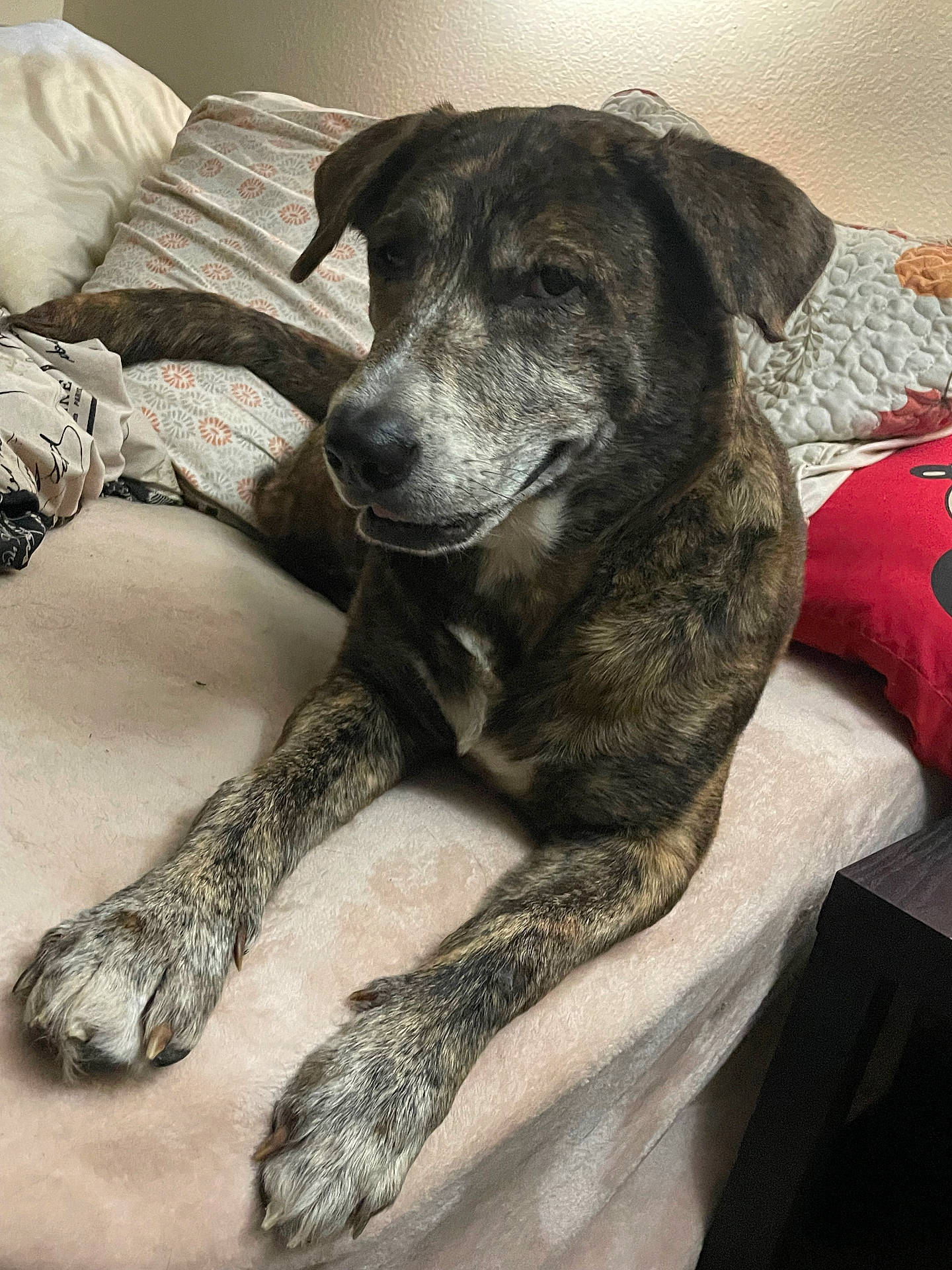 Saphira is registered to the contest to win money with this photo: animal, architecture, bed, bedroom, building, canine, couch, cushion, dog, furniture, homedecor, hound, indoors, interiordesign, labradorretriever, livingroom, pet, pointer, puppy, room