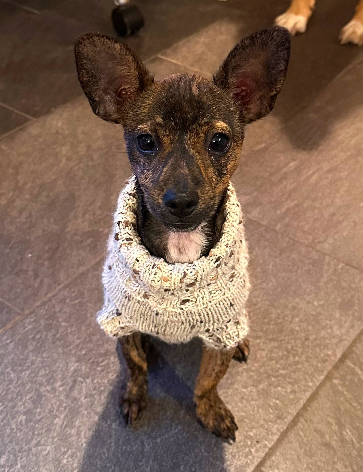 Rue joined the competition — help win amazing prizes! canidae, carnivore, companion_dog, dog, dog_breed, dog_clothes, dog_supply, fawn, fur, non_sporting_group, pattern, snout, sporting_group, tail, terrestrial_animal, tile_flooring, whiskers, working_animal