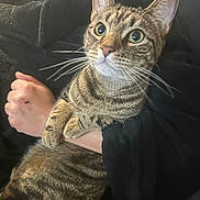 Mimi Huang joined the competition — help win amazing prizes! abyssinian, animal, blanket, bodypart, cat, chair, couch, face, finger, furniture, hand, head, kitten, manx, person, pet, photography, portrait, toe, wrist