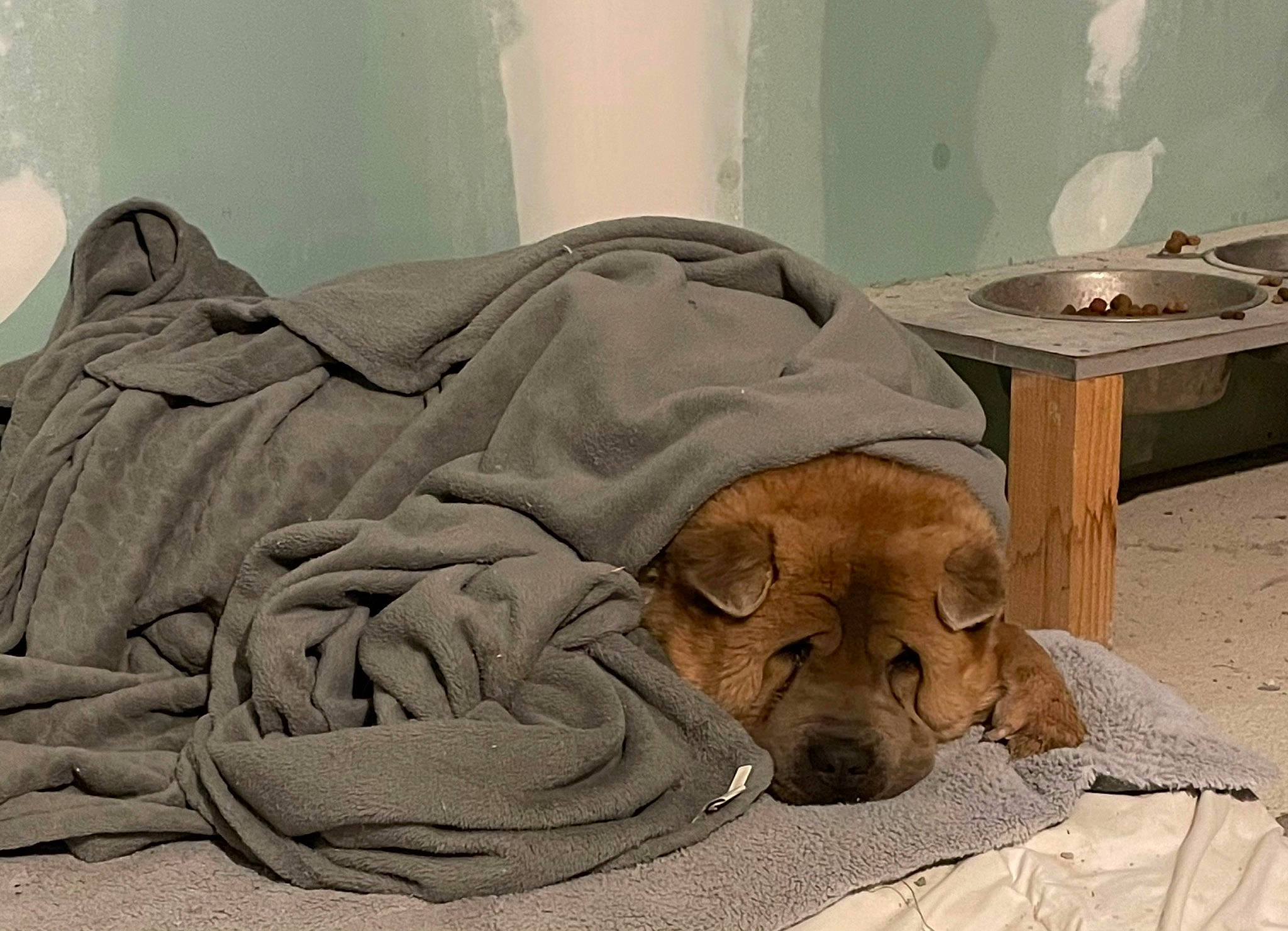 Humpy a rejoint le concours — aidez-le/la à gagner de superbes lots ! art, bedding, carnivore, chair, comfort, companion_dog, dog, dog_breed, dog_supply, duvet, fawn, flooring, hardwood, linens, room, sporting_group, table, terrestrial_animal, wood, working_animal