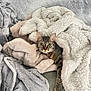 animal, blanket, cat, comfort, couch, cozy, cute, eyes, fabric, fur, home, indoor, nap, paw, pet, relaxed, resting, soft, tabby, whiskers