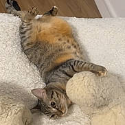 Willow a rejoint le concours — aidez-le/la à gagner de superbes lots ! animal, cat, comfort, cozy, cute, feline, fluffy_blanket, home, indoor, lying_down, mittens, paws, pet, playful, relaxed, resting, soft_texture, striped, tabby, wooden_floor