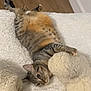 animal, cat, comfort, cozy, cute, feline, fluffy_blanket, home, indoor, lying_down, mittens, paws, pet, playful, relaxed, resting, soft_texture, striped, tabby, wooden_floor