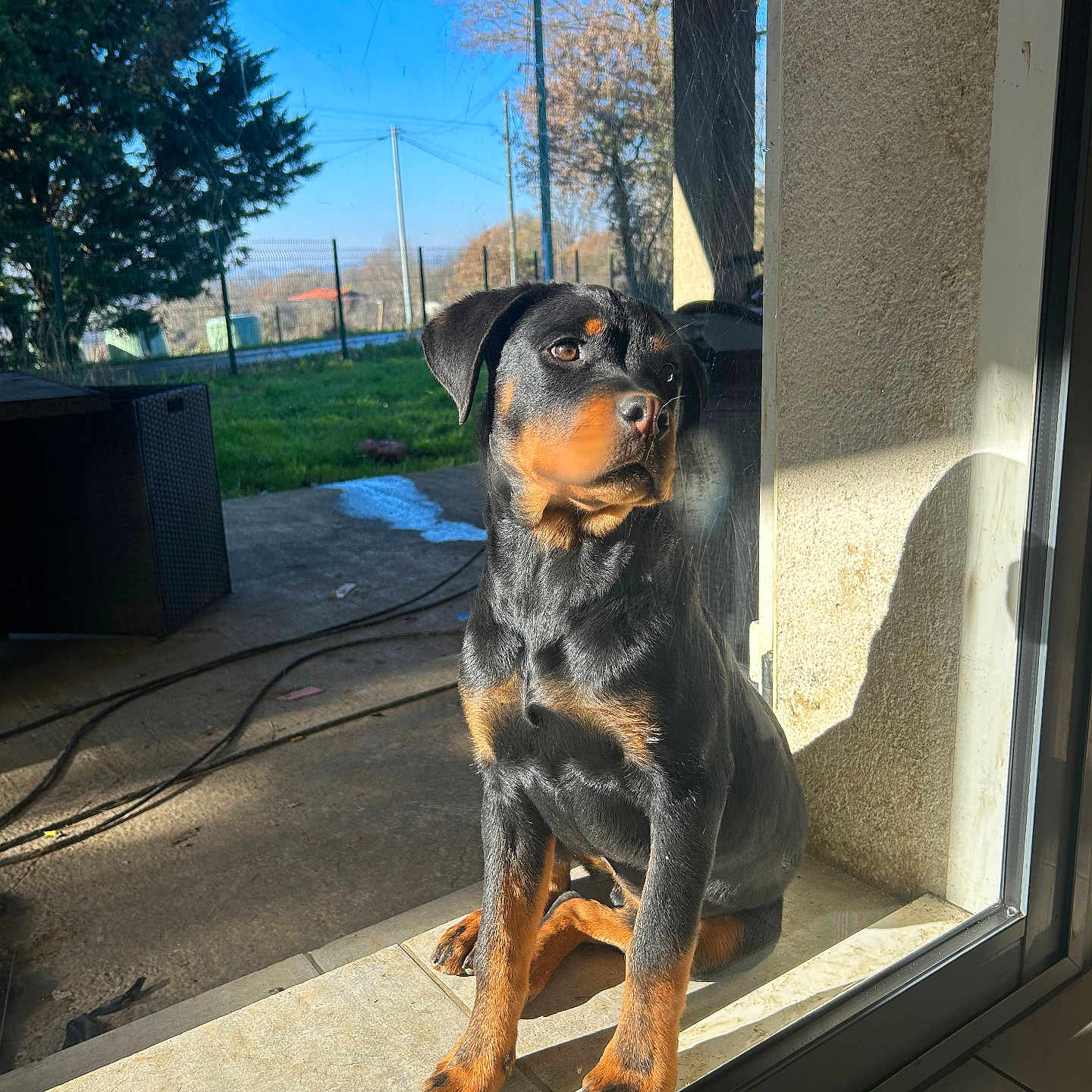 Tina a rejoint le concours — aidez-le/la à gagner de superbes lots ! animal, architecture, backyard, building, canine, dog, grass, hound, nature, outdoors, pet, plant, puppy, shelter, slate, tree, vegetation, window, windowsill, wood