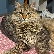 Fluffy joined the competition — help win amazing prizes! cat, tabby, fluffy, pet, animal, feline, bed, blanket, indoor, resting, stretching, cute, whiskers, ears, fur, relaxed, closeup, mammal, domestic, sleepy