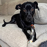 Charlie joined the competition — help win amazing prizes! dog, black_dog, pet, couch, indoor, animal, paw, glass_object, brown_eyes, looking_at_camera, relaxed, furniture, domestic_animal, canine, snout, ears, fur, close_up, laying_down, cozy