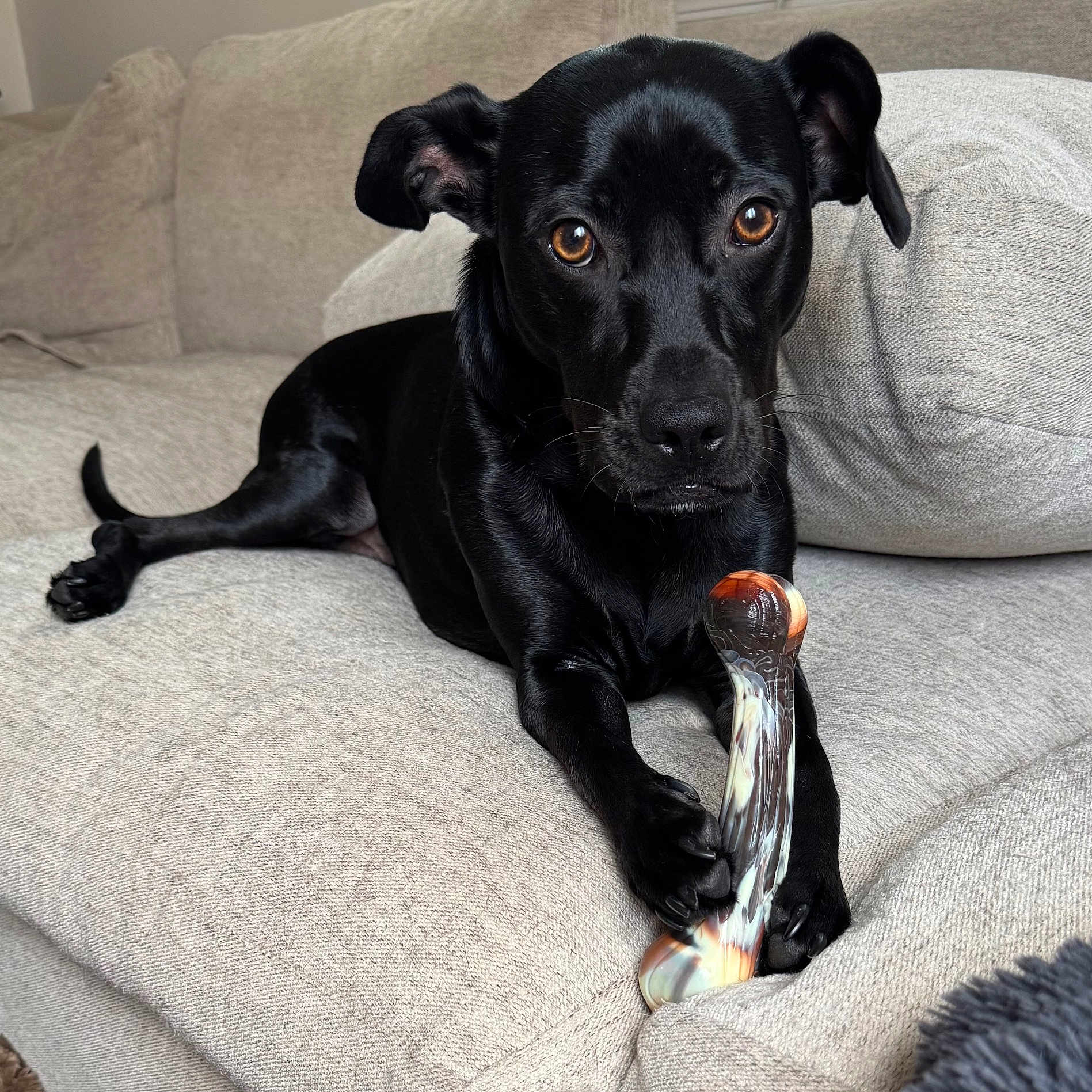 Charlie joined the competition — help win amazing prizes! dog, black_dog, pet, couch, indoor, animal, paw, glass_object, brown_eyes, looking_at_camera, relaxed, furniture, domestic_animal, canine, snout, ears, fur, close_up, laying_down, cozy