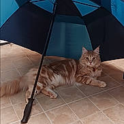 Yoshi joined the competition — help win amazing prizes! cat, feline, umbrella, indoor, floor, tile, orange_tabby, pet, animal, relaxed, lying_down, curious, domestic, fur, whiskers, ears, tail, collar, shadow, background