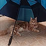 cat, feline, umbrella, indoor, floor, tile, orange_tabby, pet, animal, relaxed, lying_down, curious, domestic, fur, whiskers, ears, tail, collar, shadow, background