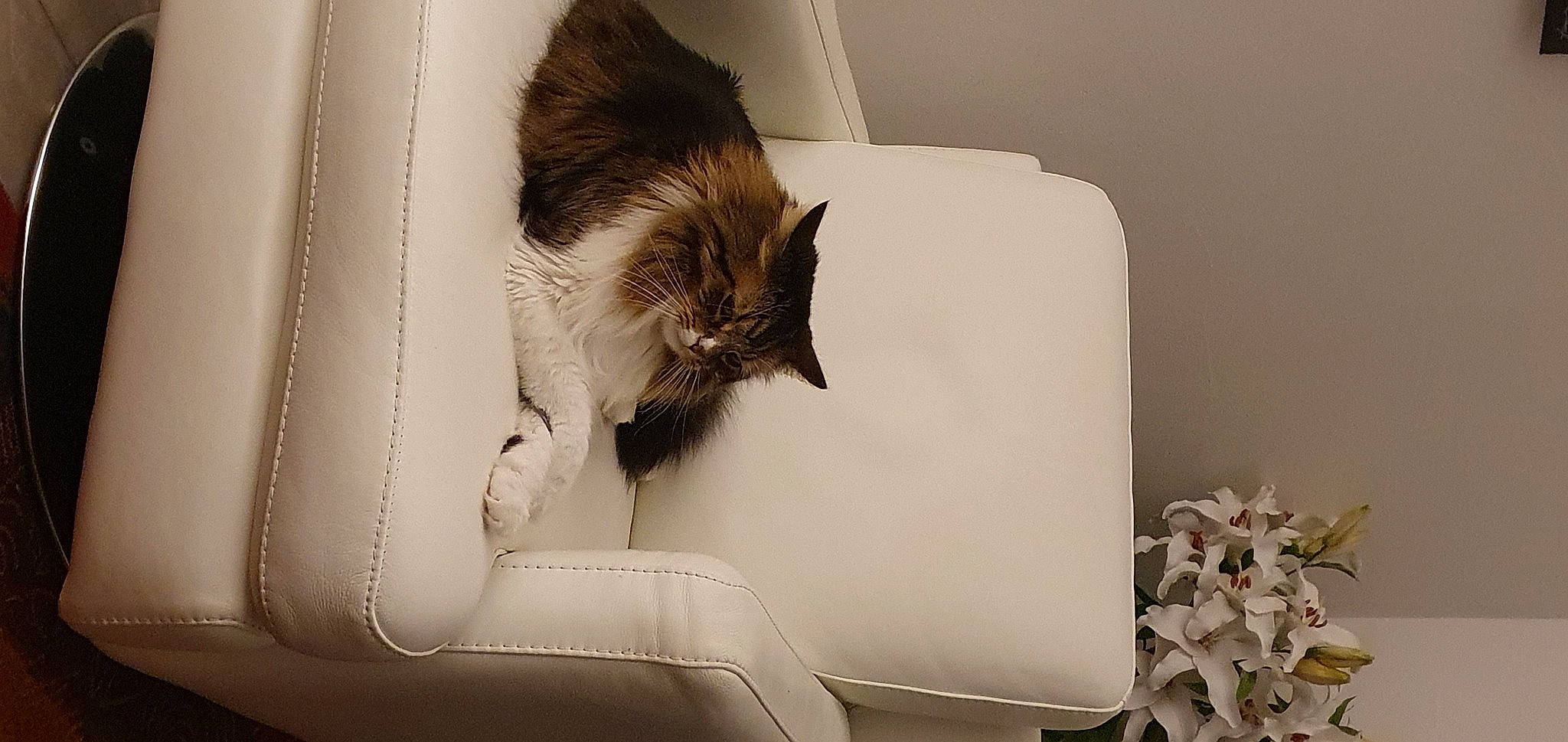 Tigrou participe au concours pour gagner de l'argent avec cette photo : carnivore, cat, comfort, couch, domestic_short_haired_cat, felidae, fur, grey, human_leg, linens, monochrome, monochrome_photography, paw, room, small_to_medium_sized_cats, style, tail, textile, whiskers, window