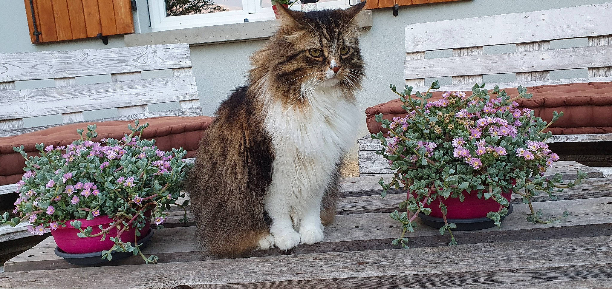 Tigrou a rejoint le concours — aidez-le/la à gagner de superbes lots ! annual_plant, british_longhair, carnivore, cat, companion_dog, domestic_short_haired_cat, felidae, flower, flowerpot, fur, grass, houseplant, maine_coon, plant, small_to_medium_sized_cats, snout, tail, tree, whiskers, window
