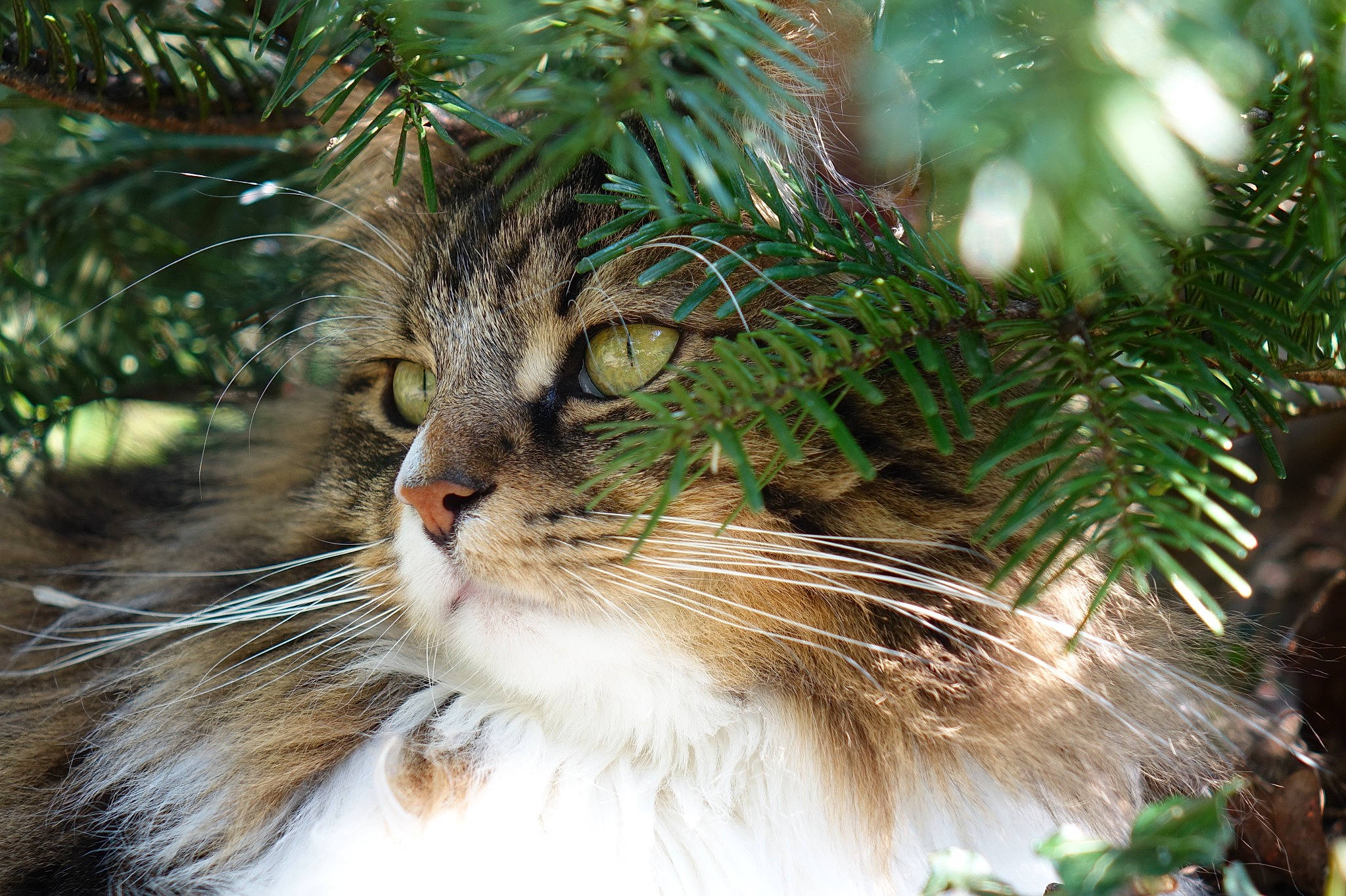 Tigrou a rejoint le concours — aidez-le/la à gagner de superbes lots ! branch, carnivore, cat, close_up, conifer, event, evergreen, felidae, fur, grass, larch, plant, small_to_medium_sized_cats, snout, terrestrial_animal, terrestrial_plant, tree, twig, whiskers, wildlife