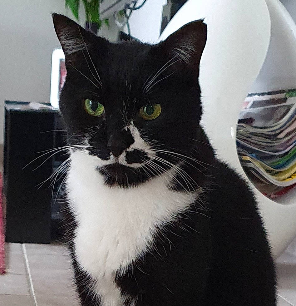 Mephisto participe au concours pour gagner de l'argent avec cette photo : box, carnivore, cat, cat_supply, comfort, dishware, domestic_short_haired_cat, felidae, formal_wear, fur, houseplant, iris, paw, pet_supply, plant, small_to_medium_sized_cats, snout, tail, whiskers, window