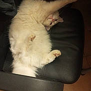 Lisa a rejoint le concours — aidez-le/la à gagner de superbes lots ! animal, black_chair, cat, chair, cozy, cute, domestic_animal, feline, floor, fluffy, funny_pose, fur, indoor, lying_down, paw, pet, relaxed, stretching, tile_floor, white_cat