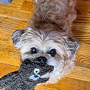 Osita is registered to the contest to win money with this photo: dog, toy, plush_toy, floor, wooden_floor, pet, cute, fluffy, playful, indoor, animal, looking_up, small_dog, brown_fur, black_nose, ears, face, eyes, mouth, holding