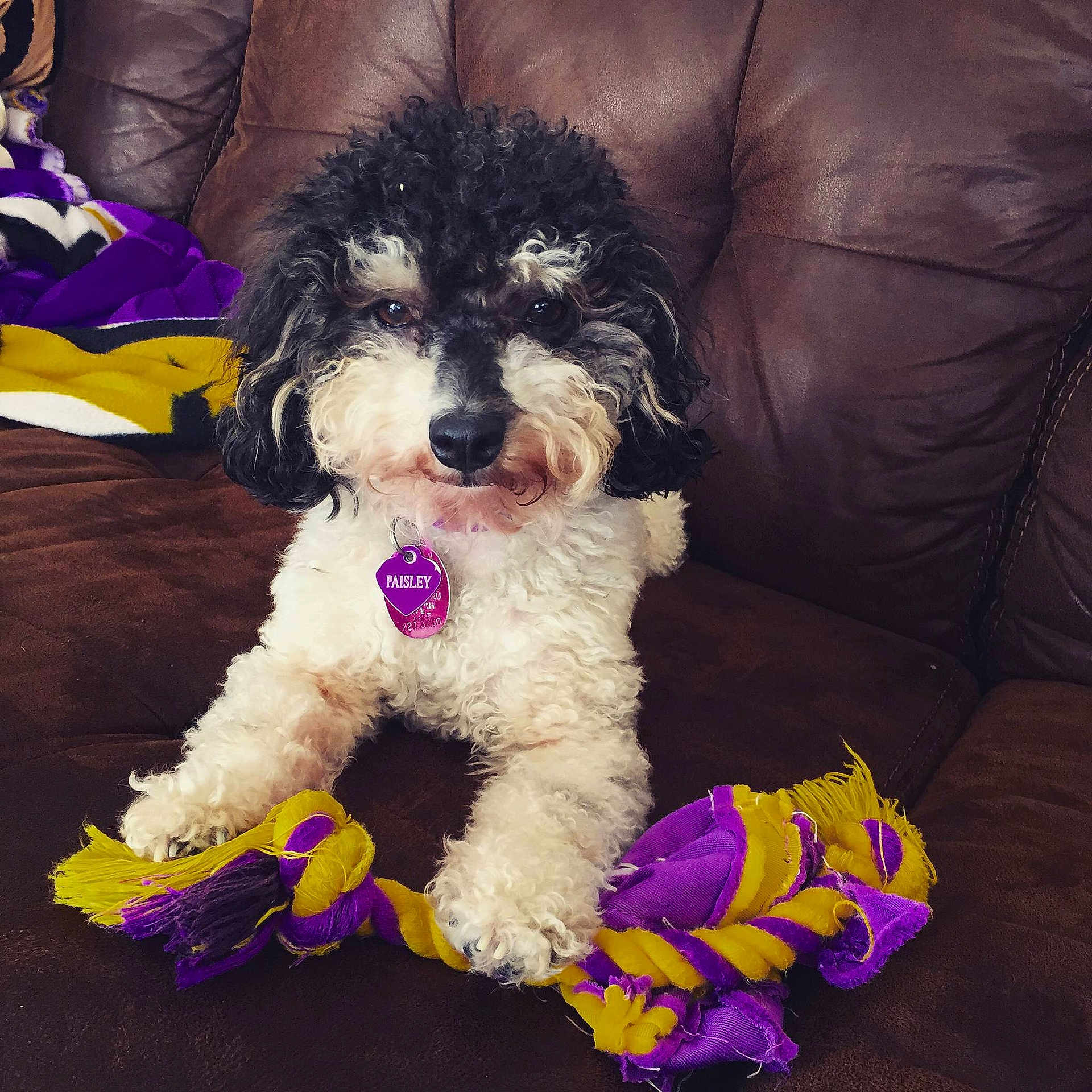 Paisley joined the competition — help win amazing prizes!