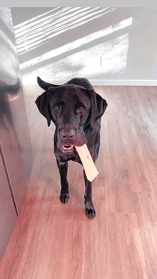 Uzi joined the competition — help win amazing prizes! borador, canidae, carnivore, companion_dog, dog, dog_breed, eye, fawn, floor, flooring, fur, hardwood, leash, liver, retriever, snout, sporting_group, tail, wood, working_animal