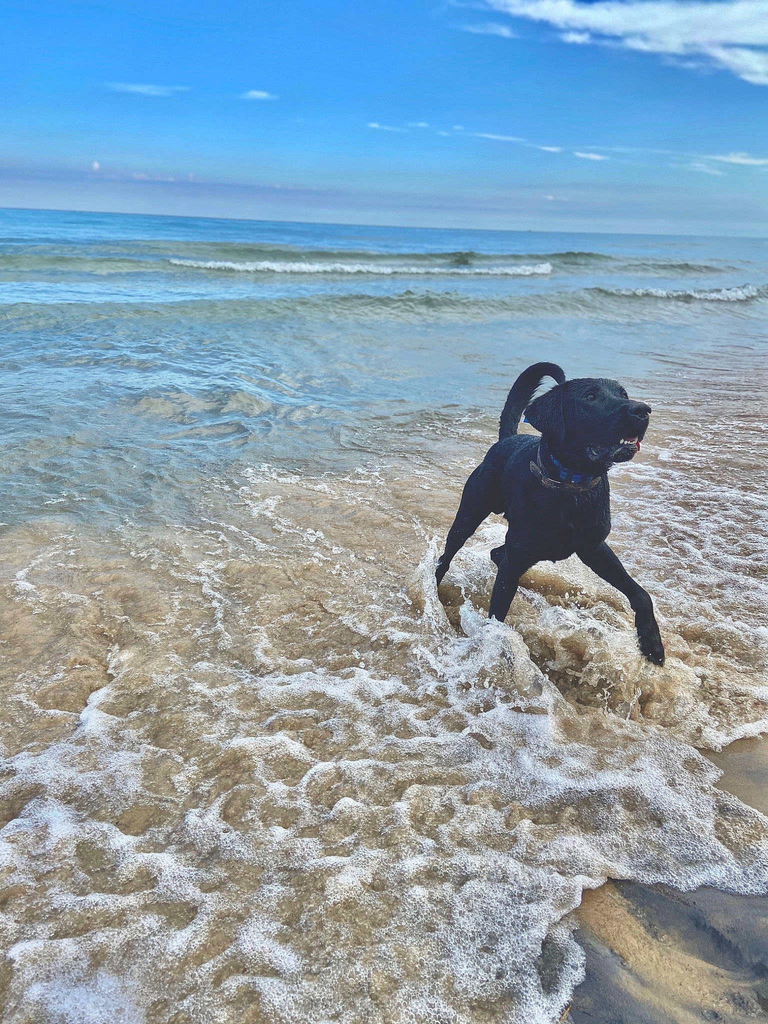 Uzi joined the competition — help win amazing prizes! ball, beach, carnivore, cloud, dog, dog_breed, fun, happy, horizon, lake, people_in_nature, personal_protective_equipment, recreation, sand, seabird, sky, sporting_group, water, wave, wind_wave