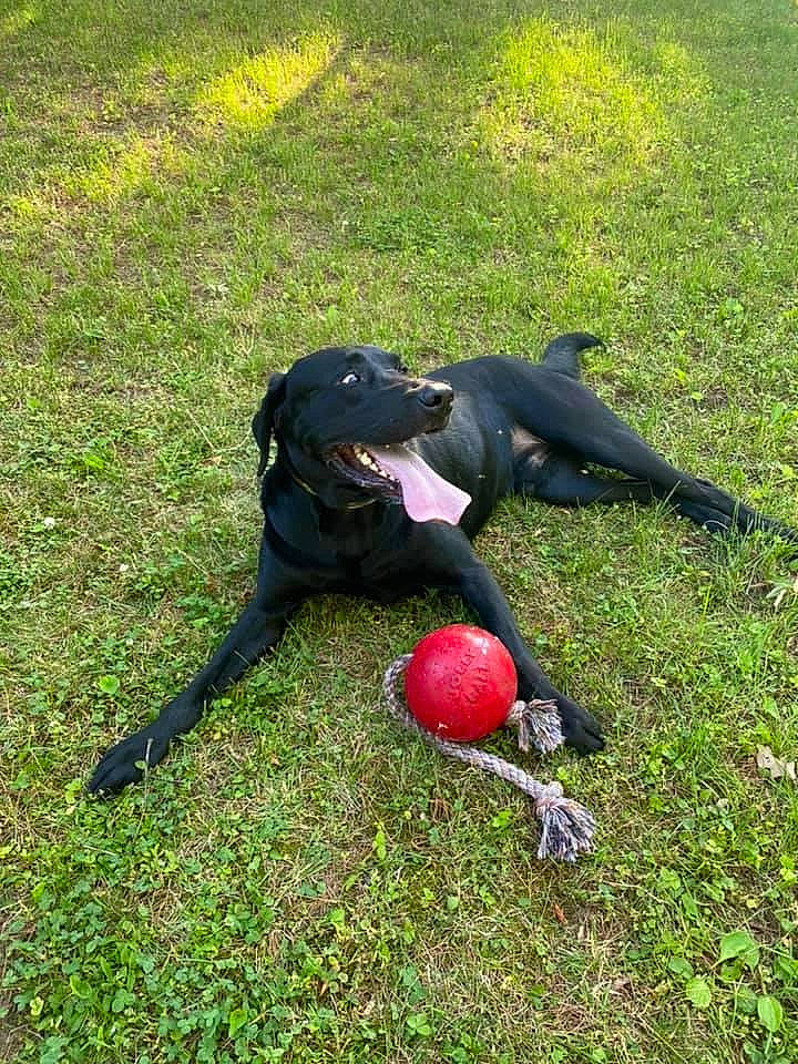 Uzi is registered to the contest to win money with this photo: ball, bocce, carmine, companion_dog, dog_breed, grass, grassland, personal_protective_equipment, plant, recreation, sporting_group, sports, sports_equipment, sports_toy, toy, tree, working_animal
