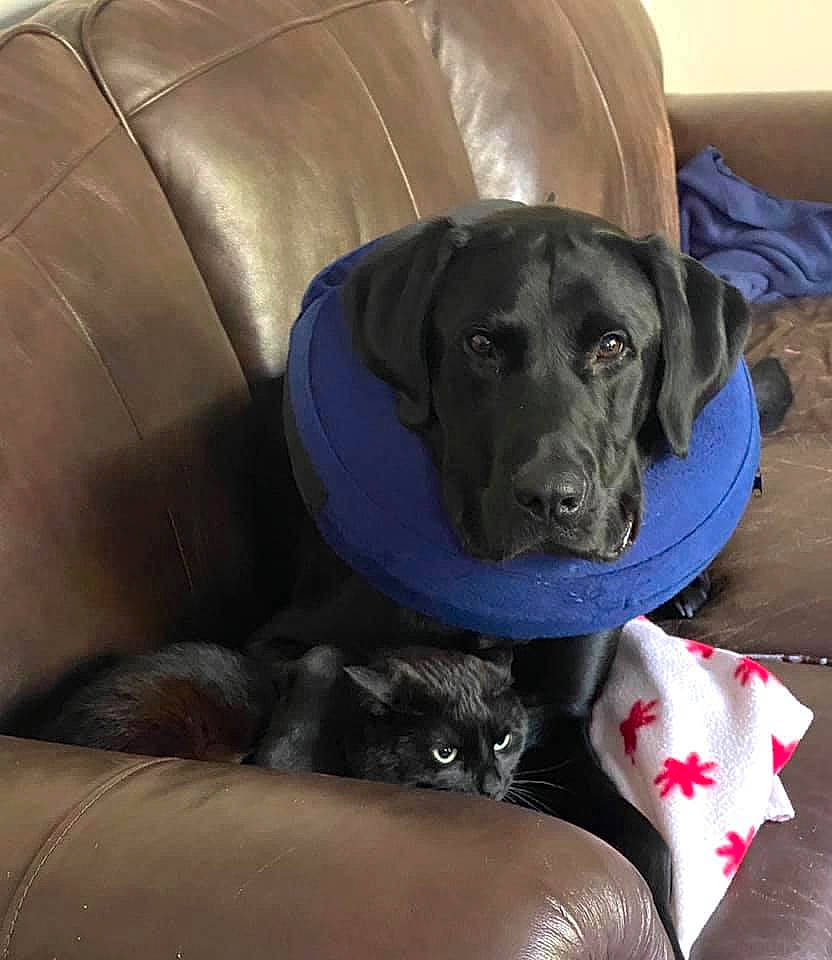 Uzi joined the competition — help win amazing prizes! borador, canidae, carnivore, cat, collar, comfort, companion_dog, couch, dog, dog_breed, dog_collar, dog_supply, electric_blue, felidae, fur, gun_dog, pet_supply, snout, sporting_group, working_animal