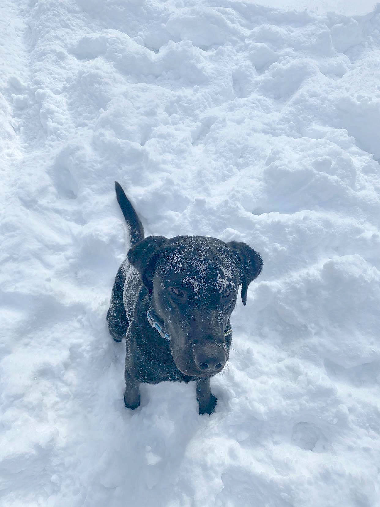 Uzi is registered to the contest to win money with this photo: carnivore, cloud, collar, companion_dog, dog, dog_breed, fawn, freezing, fur, guard_dog, pet_supply, retriever, snout, snow, sporting_group, tail, toy, water_dog, winter, working_animal