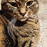 cat, tabby_cat, pet, animal, feline, whiskers, fur, striped, close_up, indoor, carpet, relaxing, looking, ears, face, eyes, cute, domestic_animal, mammal, resting