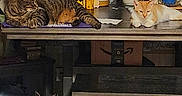 Kitty is registered to the contest to win money with this photo: cat, table, plant, boots, floor, bench, indoor, tile_floor, household_items, clutter, orange_cat, tabby_cat, relaxed, pets, domestic, wooden_furniture, decor, toy, greenery, cozy