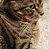 cat, tabby, fur, whiskers, side_profile, pet, animal, indoor, close_up, texture, striped, calm, mammal, domestic, feline, portrait, relaxed, sitting, cute, eyes