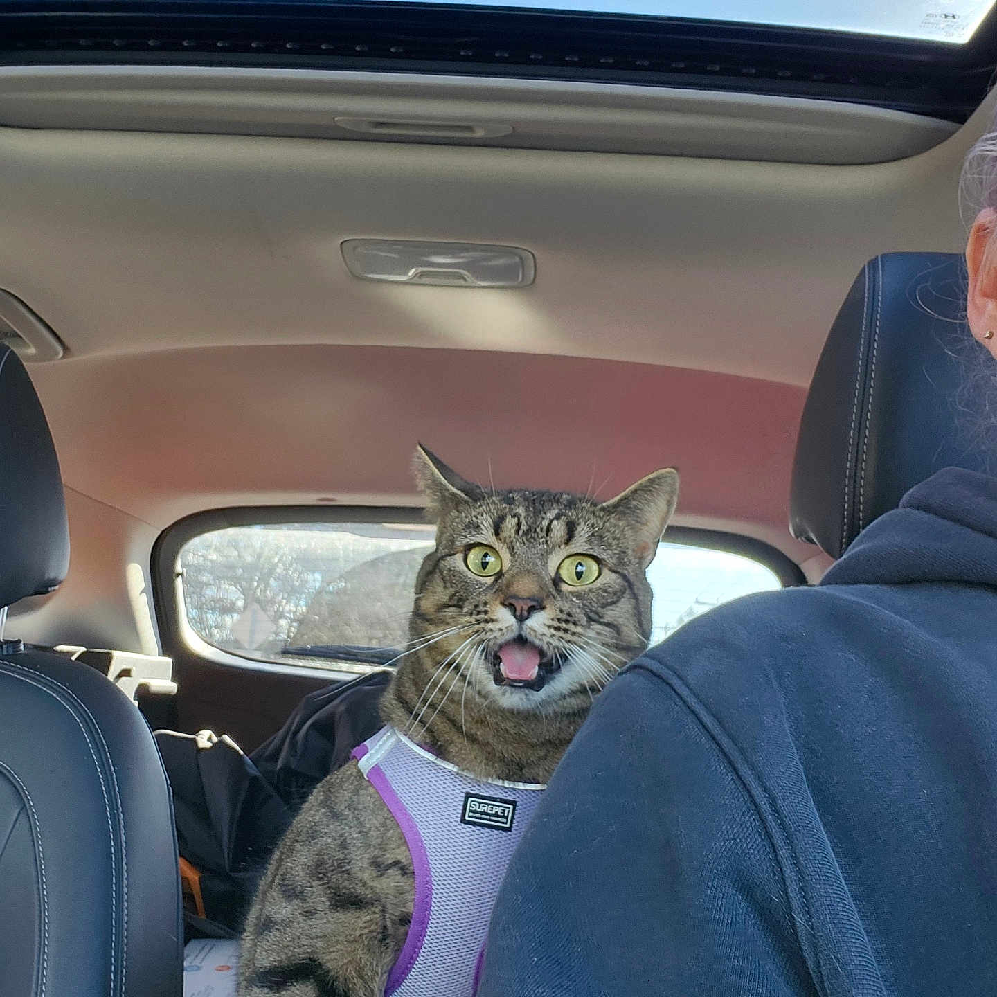 Kitty