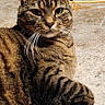 cat, tabby_cat, animal, pet, indoor, floor, tile_floor, basket, toys, feline, fur, whiskers, relaxed, looking_at_camera, domestic_cat, striped_fur, ears, close_up, home, cozy