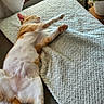 Amber is registered to the contest to win money with this photo: cat, orange_cat, white_cat, relaxed, sleeping, indoor, couch, blanket, sunlight, window, plant, home, cozy, pet, fur, paw, tail, resting, comfort, domestic