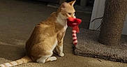 Amber joined the competition — help win amazing prizes! cat, toy, carpet, scratching_post, cat_tree, indoor, pet, orange_cat, white_cat, plush_toy, furniture, floor, animal, playful, pet_toy, cozy, home, domestic, cute, relaxed