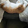cat, orange_and_white, feline, sleeping, couch, blanket, cozy, indoor, pet, relaxed, furniture, home, soft_light, texture, carpet, footwear, paw, resting, animal, living_room