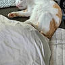 cat, sleeping, orange_and_white, couch, blanket, cozy, indoor, nap, pet, feline, relaxation, fur, whiskers, paw, domestic_animal, home, comfort, resting, cute, animal