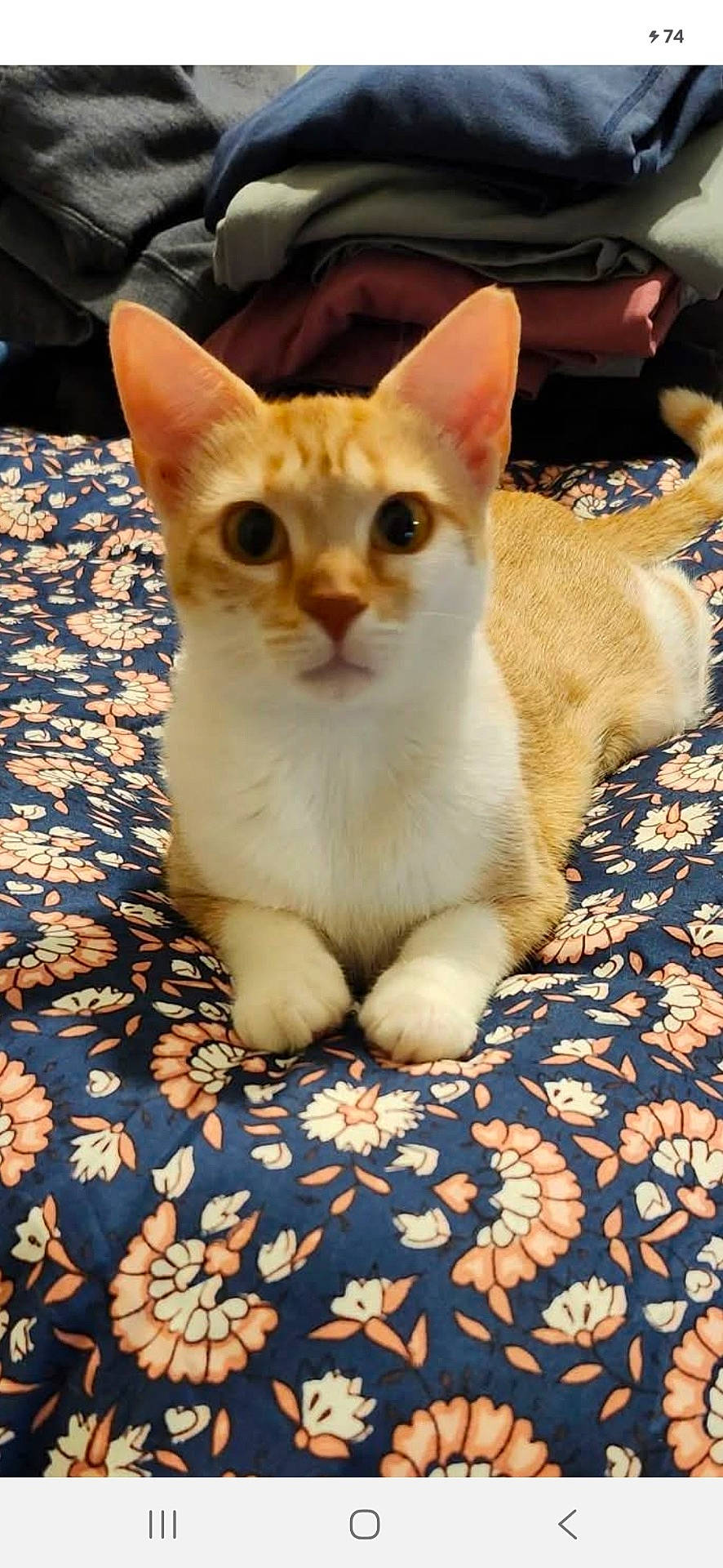 Amber