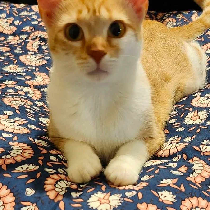 Amber