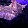 Riker is registered to the contest to win money with this photo: animal, blanket, cat, closeup, cozy, cute, domestic_animal, feline, fur, indoor, nap, peaceful, pet, purple_light, relaxing, resting, sleeping, soft_texture, warm, whiskers